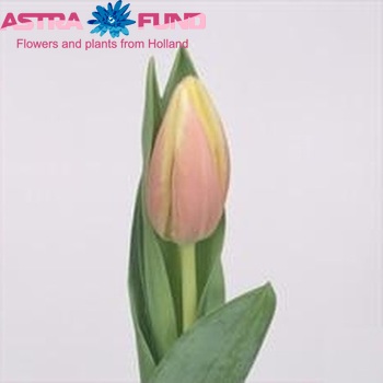 Tulipa Triumf Grp enkel 'Catalina' zdjęcie