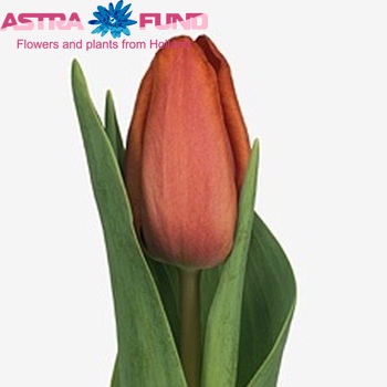 Tulipa Triumf Grp enkel 'Charade' zdjęcie
