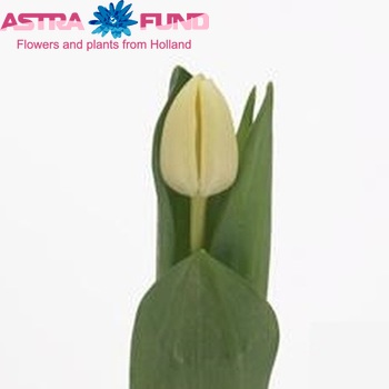 Tulipa Triumf Grp enkel 'Cheers' zdjęcie