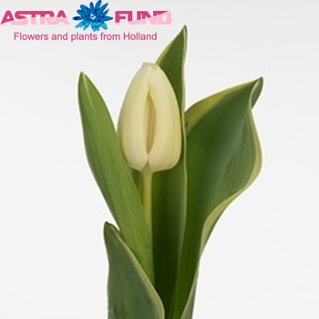 Tulipa Triumf Grp enkel 'Cheers Mate' zdjęcie