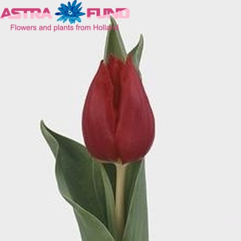 Tulipa Triumf Grp enkel 'Cheirosa' zdjęcie