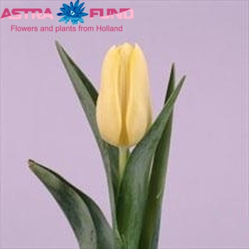 Tulipa Triumf Grp enkel 'Cherida' zdjęcie