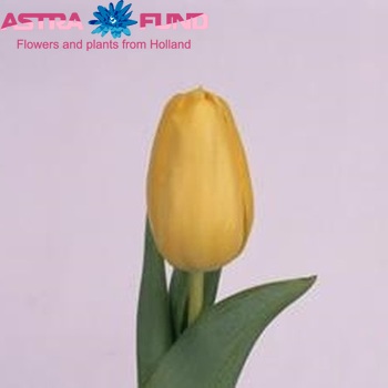Tulipa Triumf Grp enkel 'Cherokee' zdjęcie