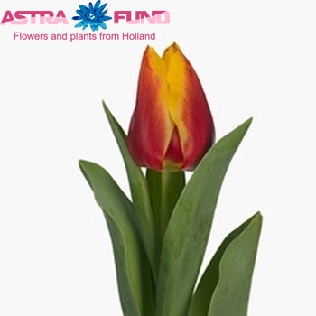 Tulipa Triumf Grp enkel 'Chieftain Elite' fotografie