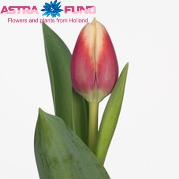 Tulipa Triumf Grp enkel 'Christmas Gift' fotografie