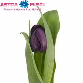 Tulipa Triumf Grp enkel 'Combat' fotografie