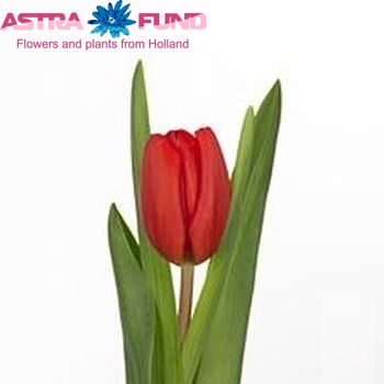 Tulipa Triumf Grp enkel 'Connaisseur' fotografie