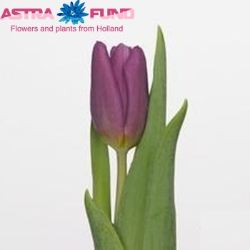 Tulipa Triumf Grp enkel 'Copex' fotografie
