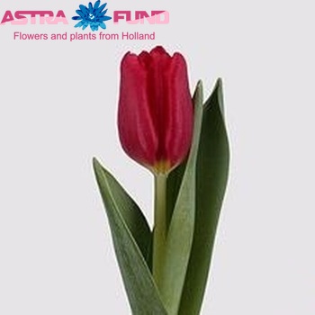 Tulipa Triumf Grp enkel 'Corina's Choice' fotografie