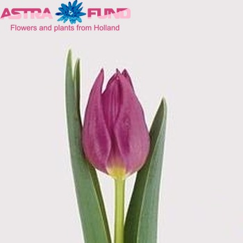 Tulipa Triumf Grp enkel 'Corrado' fotografie