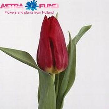 Tulipa Triumf Grp enkel 'Corvette' fotografie