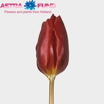 Tulipa Triumf Grp enkel 'Couleur Cardinal' fotografie