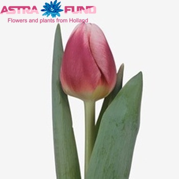 Tulipa Triumf Grp enkel 'Cracker' fotografie