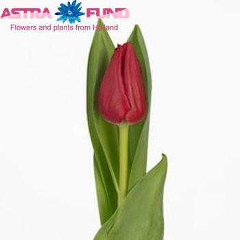 Tulipa Triumf Grp enkel 'Curry' photo