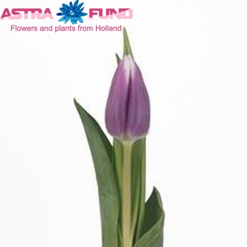 Tulipa Triumf Grp enkel 'Daan' photo
