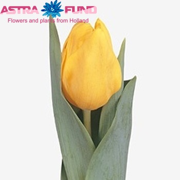Tulipa Triumf Grp enkel 'Dakar' photo