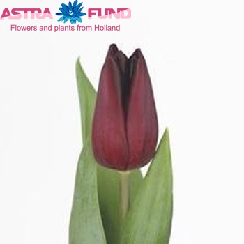 Tulipa Triumf Grp enkel 'Dark Star' photo