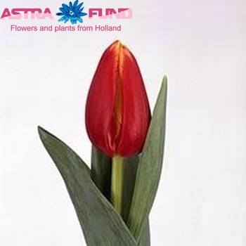 Tulipa Triumf Grp enkel 'Denmark' fotografija