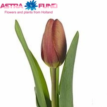 Tulipa Triumf Grp enkel 'Desert' fotografija
