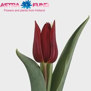 Tulipa Triumf Grp enkel 'Deshima' fotografija