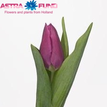 Tulipa Triumf Grp enkel 'Destination' fotografija