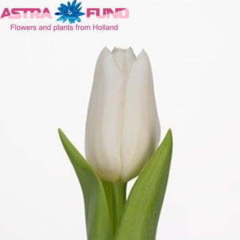 Tulipa Triumf Grp enkel 'Diamond Dynasty' fotografija