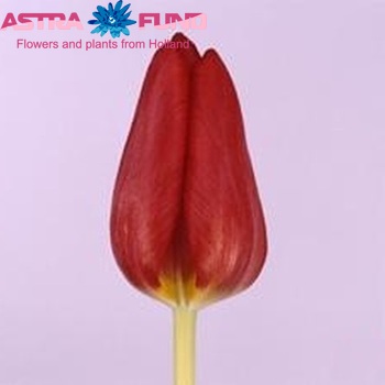 Tulipa Triumf Grp enkel 'Dick Passchier' fotografija