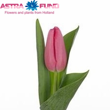 Tulipa Triumf Grp enkel 'Domino' fotografija