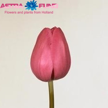 Tulipa Triumf Grp enkel 'Don Quichotte' fotografija