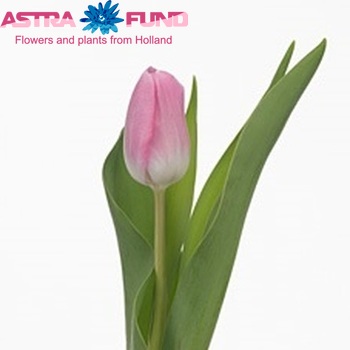 Tulipa Triumf Grp enkel 'Donna' fotografija