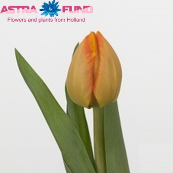 Tulipa Triumf Grp enkel 'Dutch Princess' fotografija