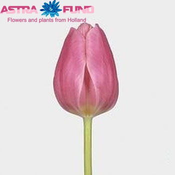 Tulipa Triumf Grp enkel 'Early Glory' fotografija
