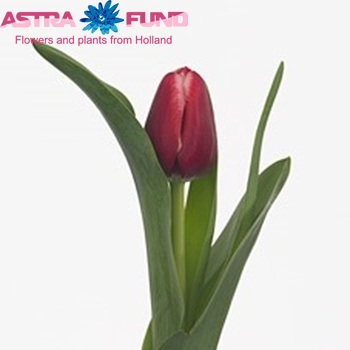 Tulipa Triumf Grp enkel 'Editie-nl' fotografija