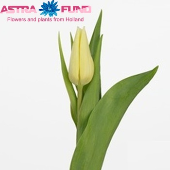 Tulipa Triumf Grp enkel 'Elfquest' fotografija