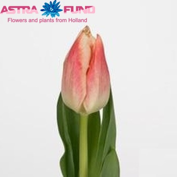 Tulipa Triumf Grp enkel 'Empire' fotografija