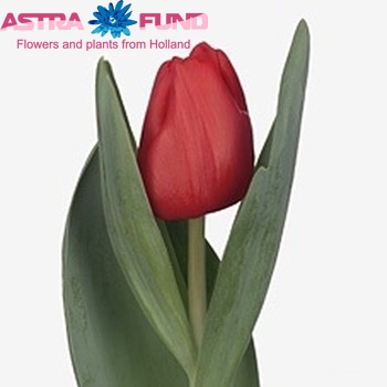 Tulipa Triumf Grp enkel 'Escape' fotografija