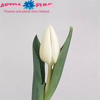 Tulipa Triumf Grp enkel 'Eskimo Chief' fotografija