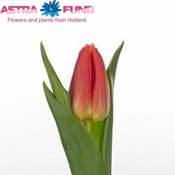 Tulipa Triumf Grp enkel 'Eur Chic' fotografija