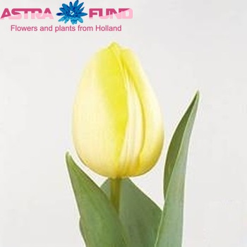 Tulipa Triumf Grp enkel 'Euro Sun' fotografija