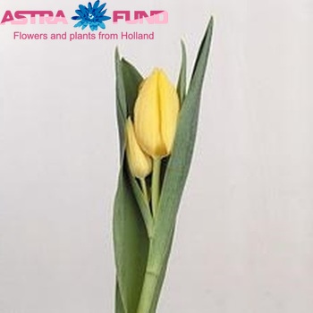 Tulipa Triumf Grp enkel 'Fats Domino' zdjęcie
