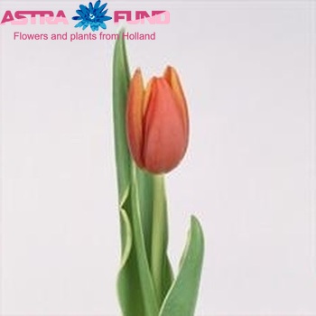 Tulipa Triumf Grp enkel 'Fernanda' zdjęcie