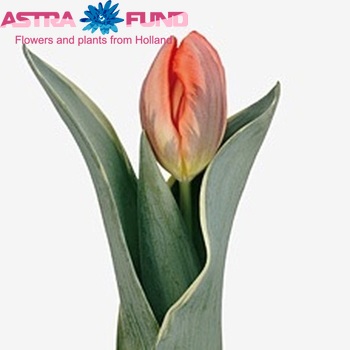 Tulipa Triumf Grp enkel 'Fire Queen' zdjęcie