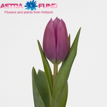 Tulipa Triumf Grp enkel 'First Chary' zdjęcie