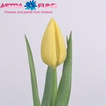 Tulipa Triumf Grp enkel 'Franeker' zdjęcie