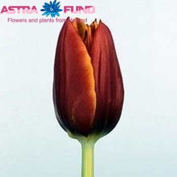 Tulipa Triumf Grp enkel 'Geanka' zdjęcie