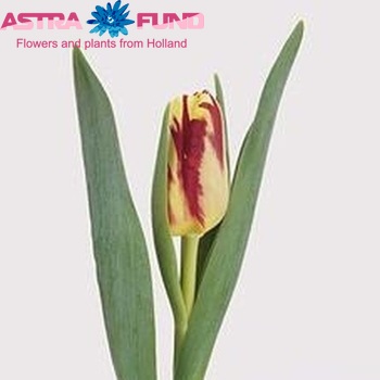 Tulipa Triumf Grp enkel 'Grand Perfection' fotografija