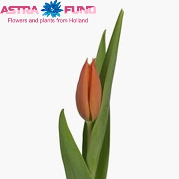 Tulipa Triumf Grp enkel 'Greetje Smit' fotografija