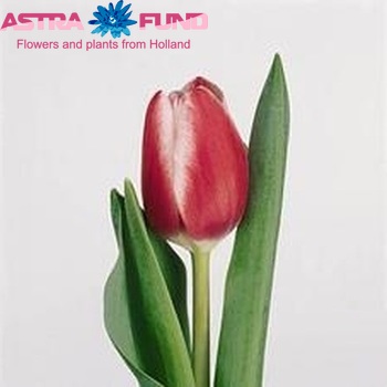 Tulipa Triumf Grp enkel 'Hadewich' fotografija