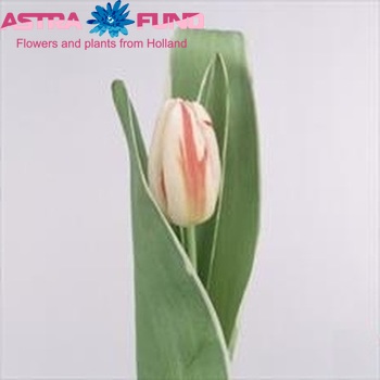 Tulipa Triumf Grp enkel 'Happy Generation' fotografija
