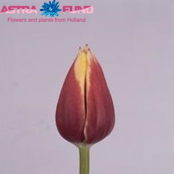 Tulipa Triumf Grp enkel 'Hasmir' fotografija